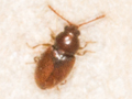 Atomaria atricapilla
